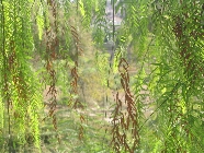Next image