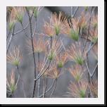 Pine Needles at starved Rock