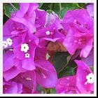 Bougainvillea