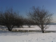 Previous image