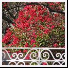 IMG_3448 * 2048 x 1536 * (1.48MB)