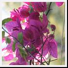 IMG_3474 * 2592 x 1944 * (990KB)