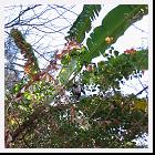 IMG_3591 * 2592 x 1944 * (2.2MB)